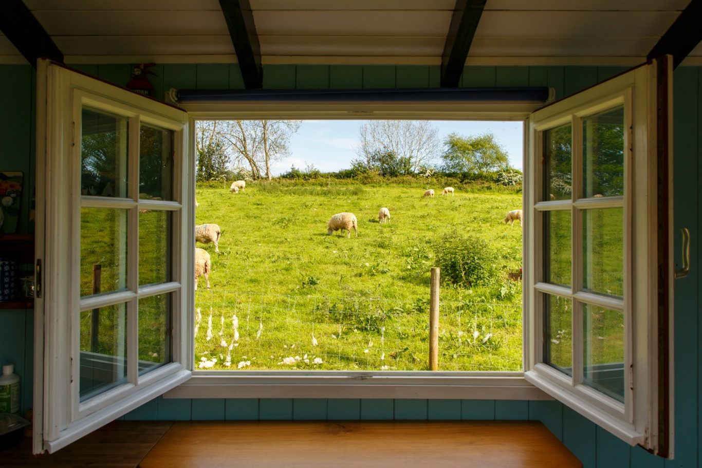 Offenes Fenster Blick durch ein offenes Fenster auf eine grüne Wiese mit Schafen.
