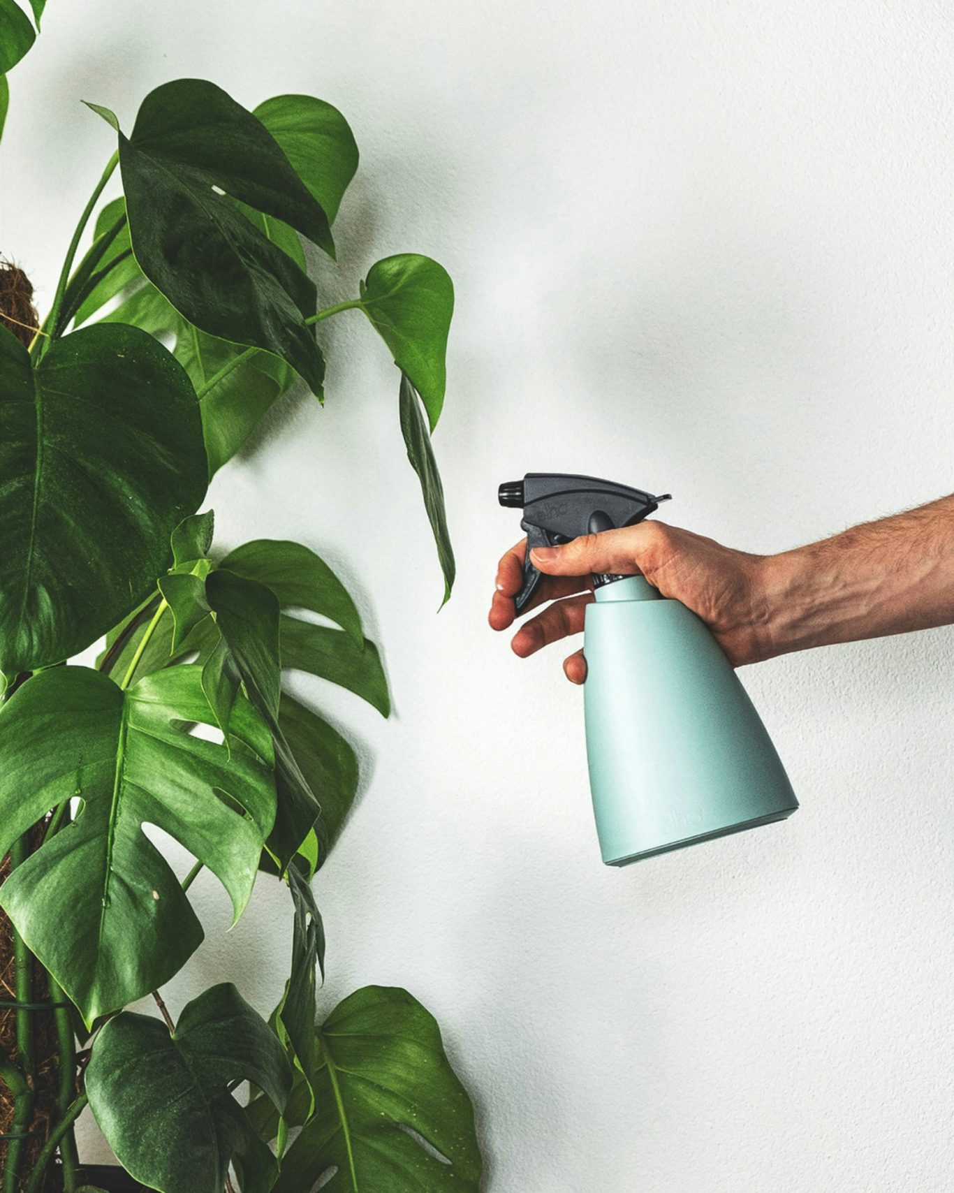 Pflanzenpflege Eine Hand hält eine sprühende Flasche vor einer grünen Pflanze an einer weißen Wand.